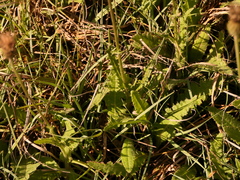 Cirsium filipendulum