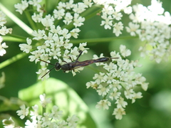 Gasteruption assectator