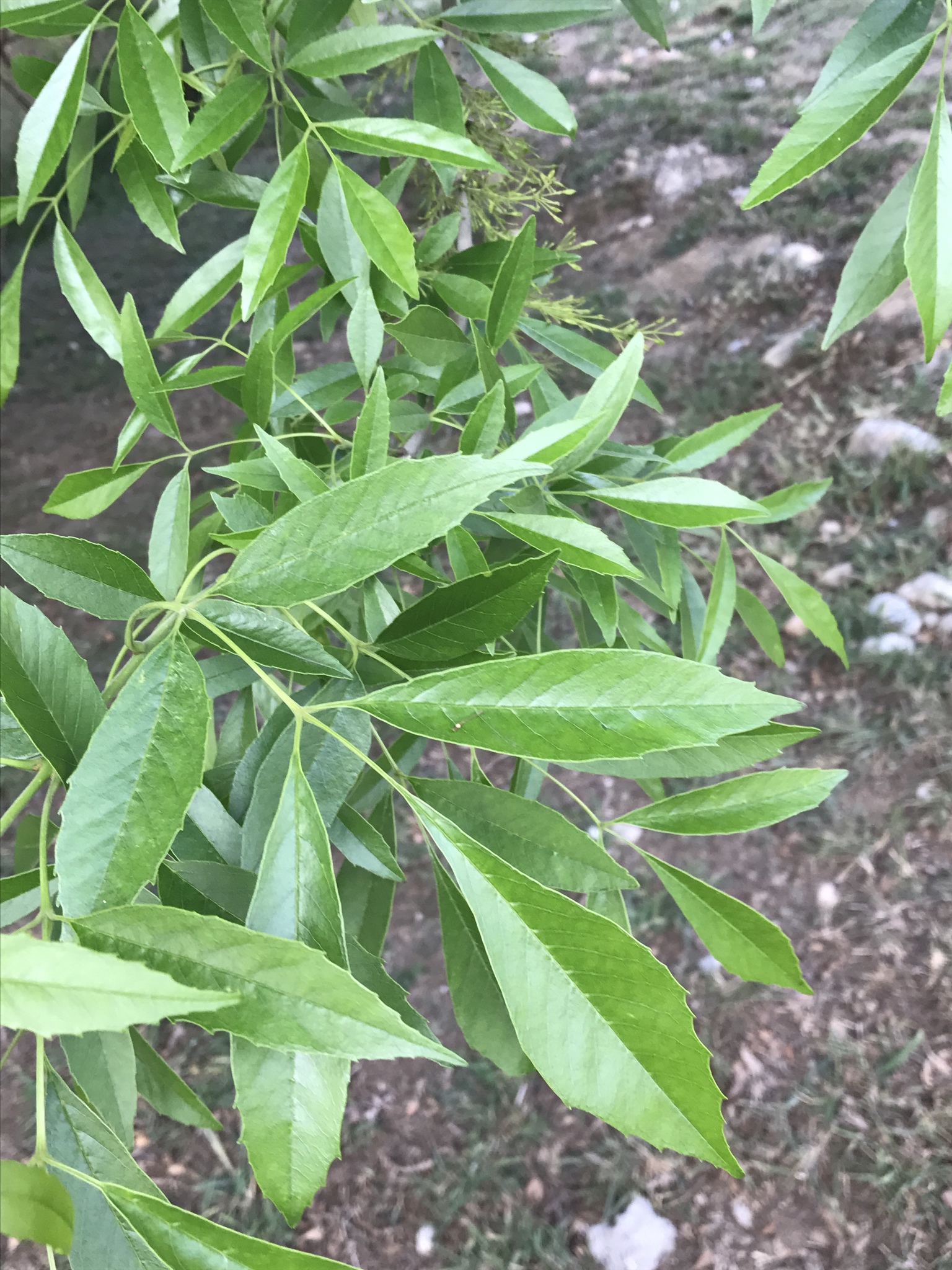 Fraxinus berlandieriana