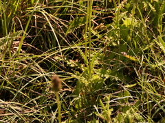 Cirsium filipendulum