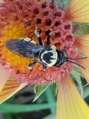 Triepeolus remigatus