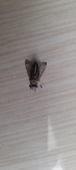 Tabaninae