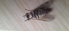 Tabaninae