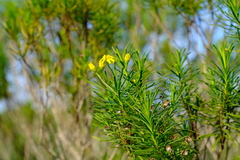 Euryops linearis