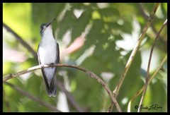 Elliotomyia chionogaster