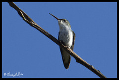Elliotomyia chionogaster