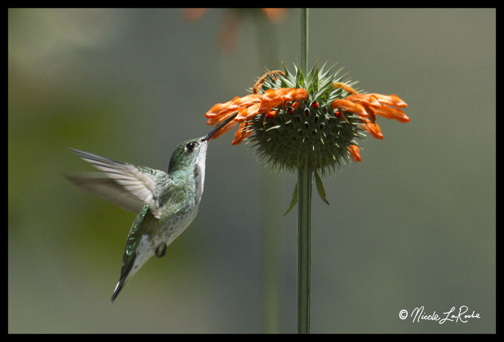 White-Bellied Hummingbird