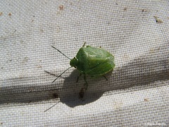 Chinavia herbida
