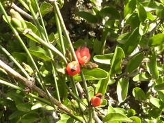 Ephedra triandra