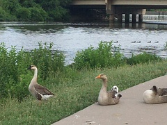 Anser cygnoides domesticus