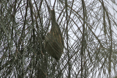 Acanthiza pusilla