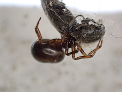 Steatoda bipunctata