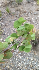 Senegalia crassifolia