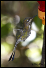 Loddigesia mirabilis