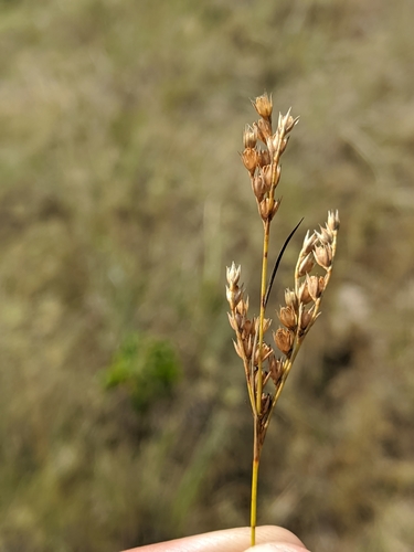 Image of Juncus secundus by (c) Nathan Aaron, some rights reserved (CC BY)