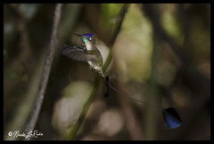 Loddigesia mirabilis