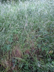 Alopecurus geniculatus