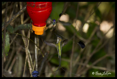 Loddigesia mirabilis