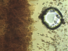 Phaeomarasmius proximans