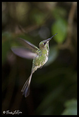 Loddigesia mirabilis