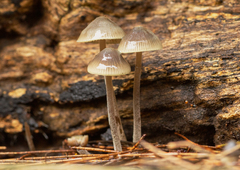 Mycena subgalericulata