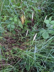 Alopecurus geniculatus