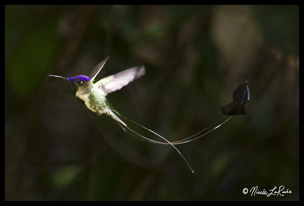 Marvelous Spatuletail