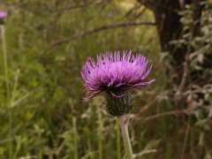 Cirsium filipendulum