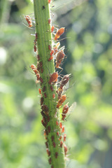 Uroleucon cichorii