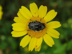 Oxythyrea funesta