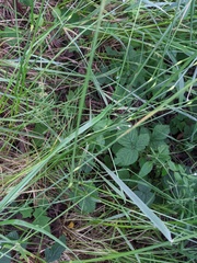 Alopecurus geniculatus