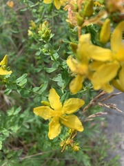 Hypericum