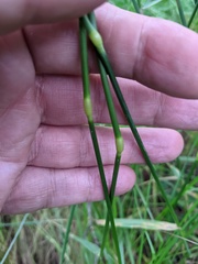 Alopecurus geniculatus