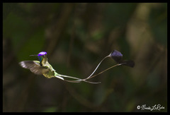 Loddigesia mirabilis