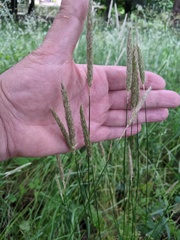 Alopecurus geniculatus