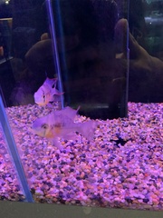 Mikrogeophagus altispinosus