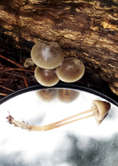 Mycena subgalericulata