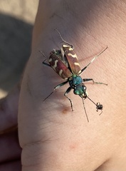 Cicindela coerulea nitida
