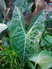 Alocasia longiloba