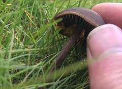 Panaeolus fimicola