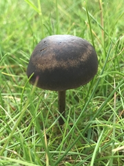 Panaeolus fimicola