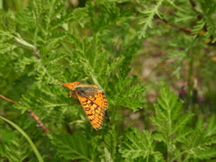 Euphydryas sibirica