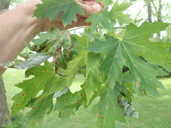 Aureobasidium apocryptum