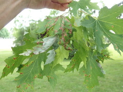 Aureobasidium apocryptum