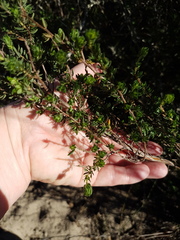 Cliffortia polygonifolia