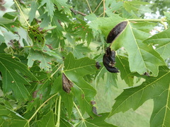 Aureobasidium apocryptum