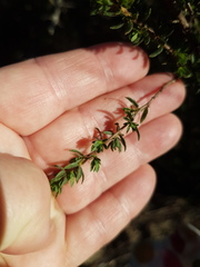 Cliffortia polygonifolia