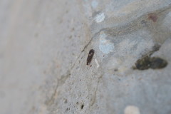 Neureclipsis bimaculata