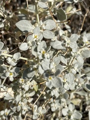 Tidestromia suffruticosa