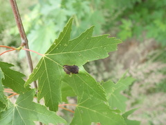 Aureobasidium apocryptum